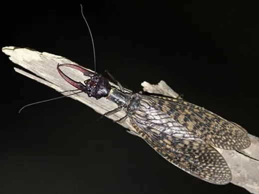 四川青城山惊现最大水生昆虫:世界最大(图)