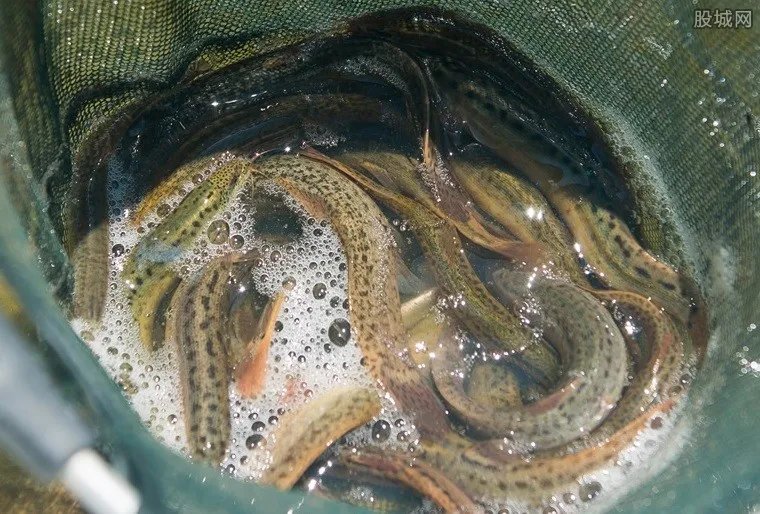 卖泥鳅年入6000万 大学生回乡创业5年全村脱贫