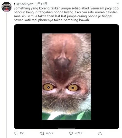 猴子偷手机后疯狂自拍 失主找回后一看惊呆了