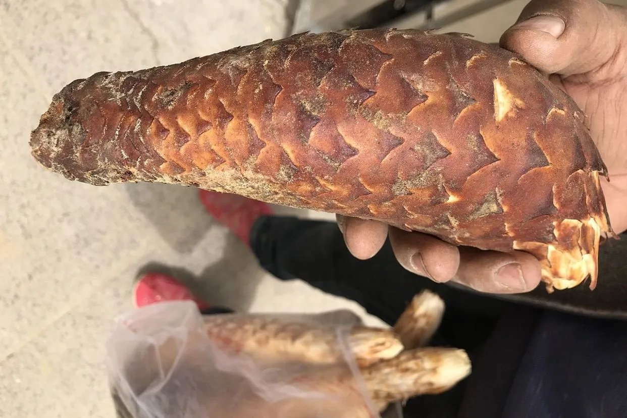 肉苁蓉图片大全