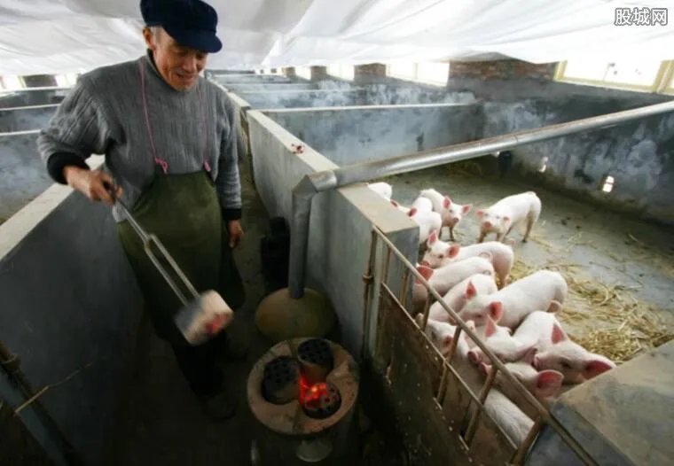 四川引进美国种猪 2018种猪多少钱一只