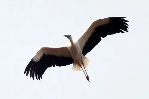 东方白鹳撞树致嘴基部骨折，东方白鹳是一种什么生物？