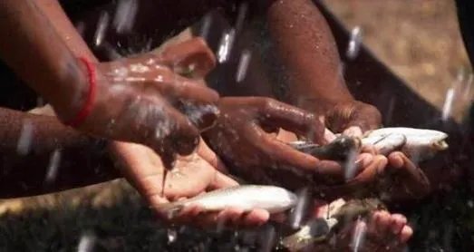 下暴雨时落下一路的鱼 村民都看傻了!(组图)