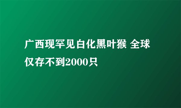 广西现罕见白化黑叶猴 全球仅存不到2000只