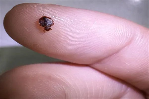 吸血臭虫怎么有效灭杀：人工捕捉（热水烫或太阳暴晒）