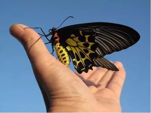 英国举行蝴蝶展是怎么回事？