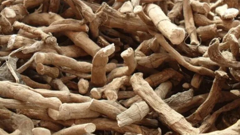 大竹叶的功效与作用