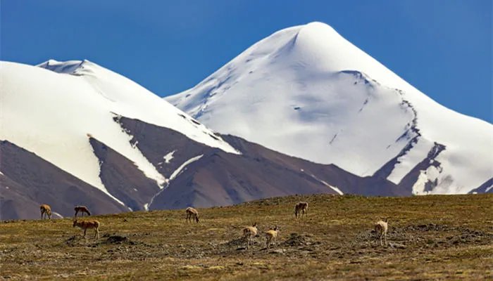 可可西里在哪里