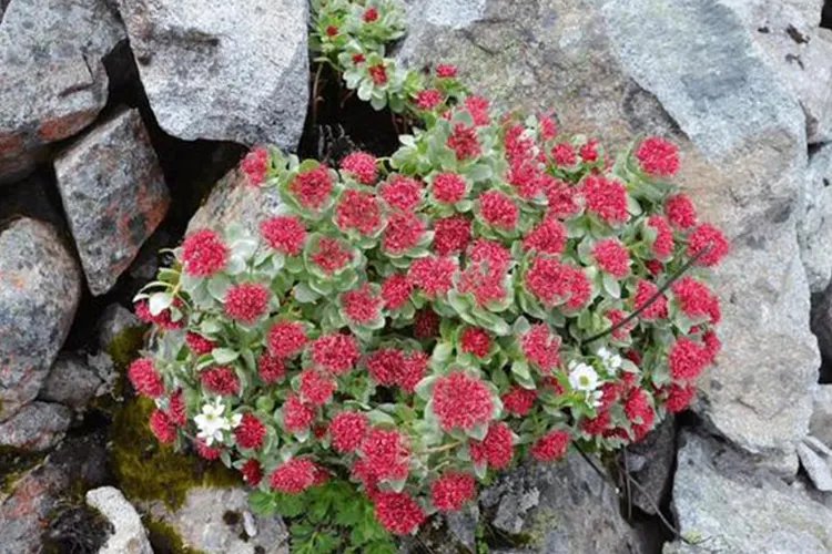 红景天是什么样子的图片