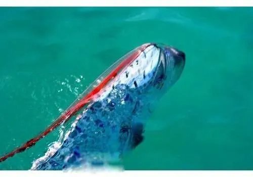 白龙王鱼图片是什么样的 这么恐怖的鱼能吃吗