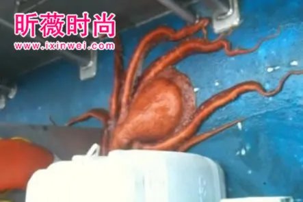 渔民将章鱼放在船上 下幕难以相信（组图）