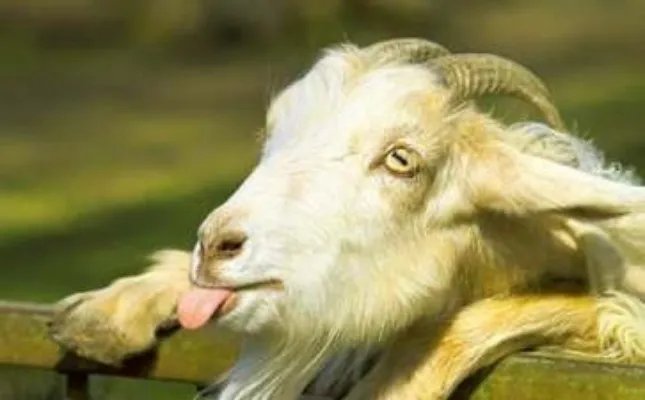 狼窝里的山羊歇后语