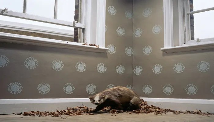 平头哥是什么动物