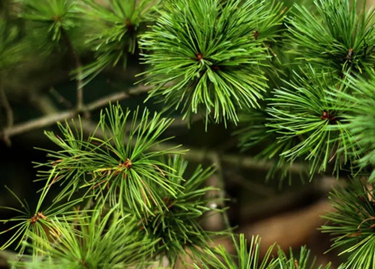 松针的功效与作用