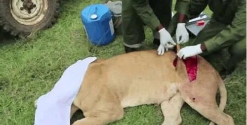 母狮被水牛顶伤:下幕让人感慨（组图）