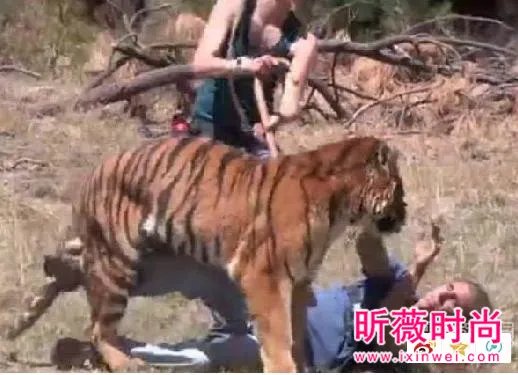 男子作死挑逗老虎:下一秒悲剧(组图)