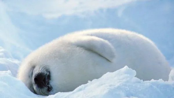 小海豹沙滩上平躺吐泡泡，如何评价小海豹的行径？