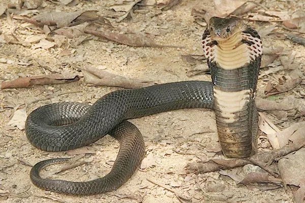 中国十大毒蛇排名图片,看看中国最毒的蛇是什么蛇?