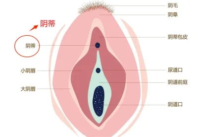 阴蒂在哪图