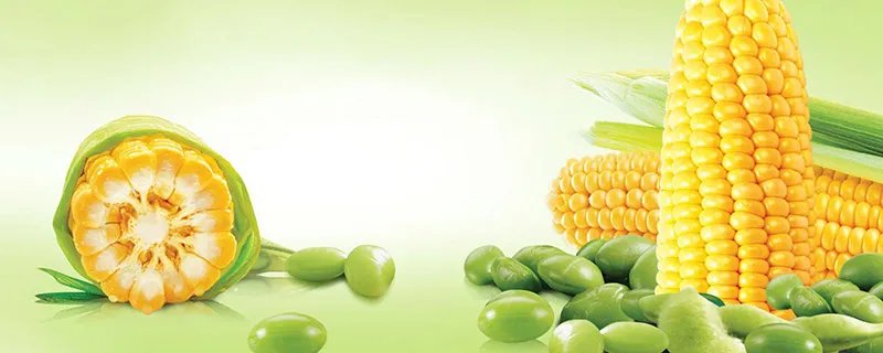 转基因和非转基因的区别