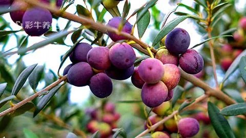 橄榄果的功效与作用