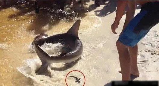 男子海边垂钓发现这物 罕见一幕让人惊呆(图)