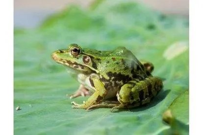 武汉菜市场竟卖野生青蛙，事情的原委是怎样的？