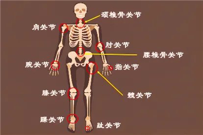 人体上半身骨骼结构图