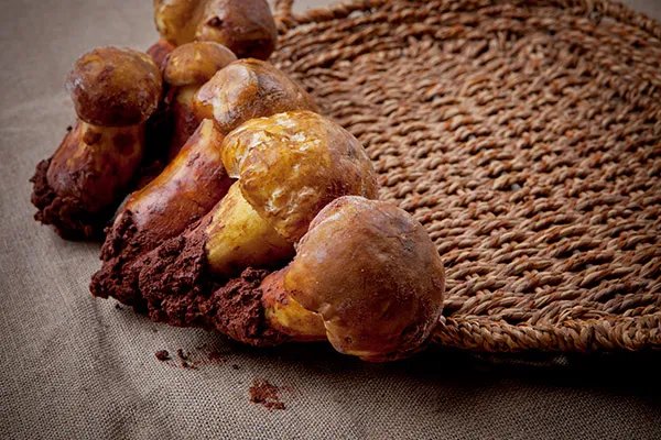 松茸菌的功效与作用及食用方法