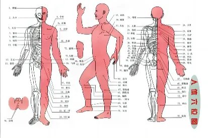 身体穴位点图片