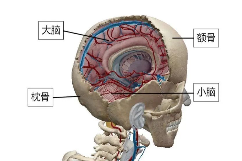脑部结构图解大全