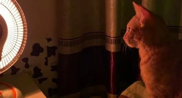 狗狗靠着电暖气取暖毛被烤焦,猫狗冬天为何都爱烤火?