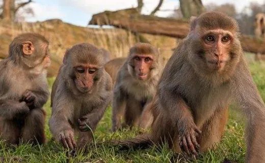 动物与人类之间的关系有哪些？