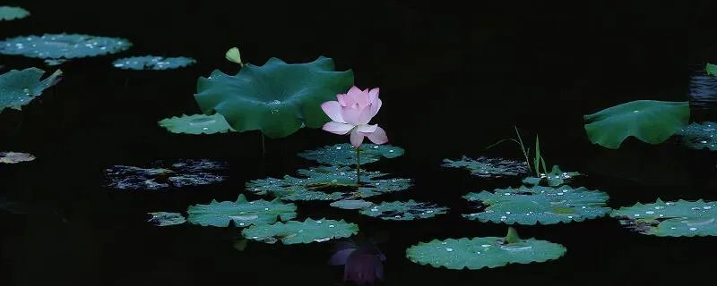 荷可以组什么词 荷组词