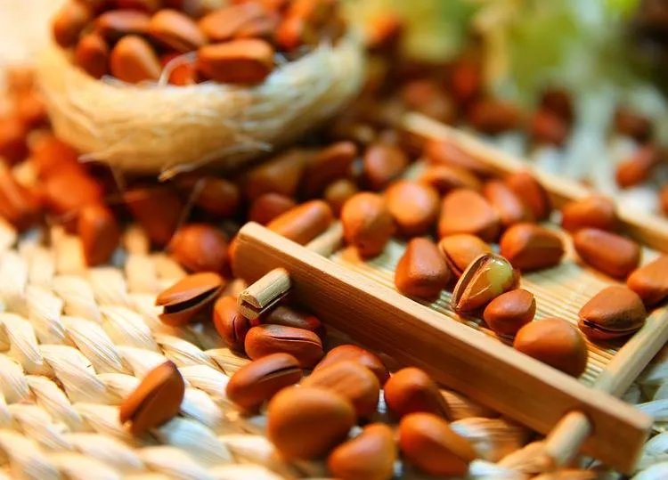 松子的功效与作用