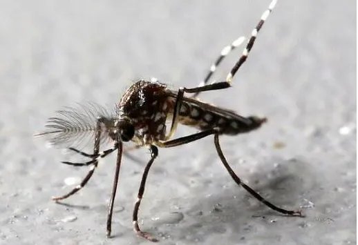 美国为何要释放7.5亿只转基因蚊子？