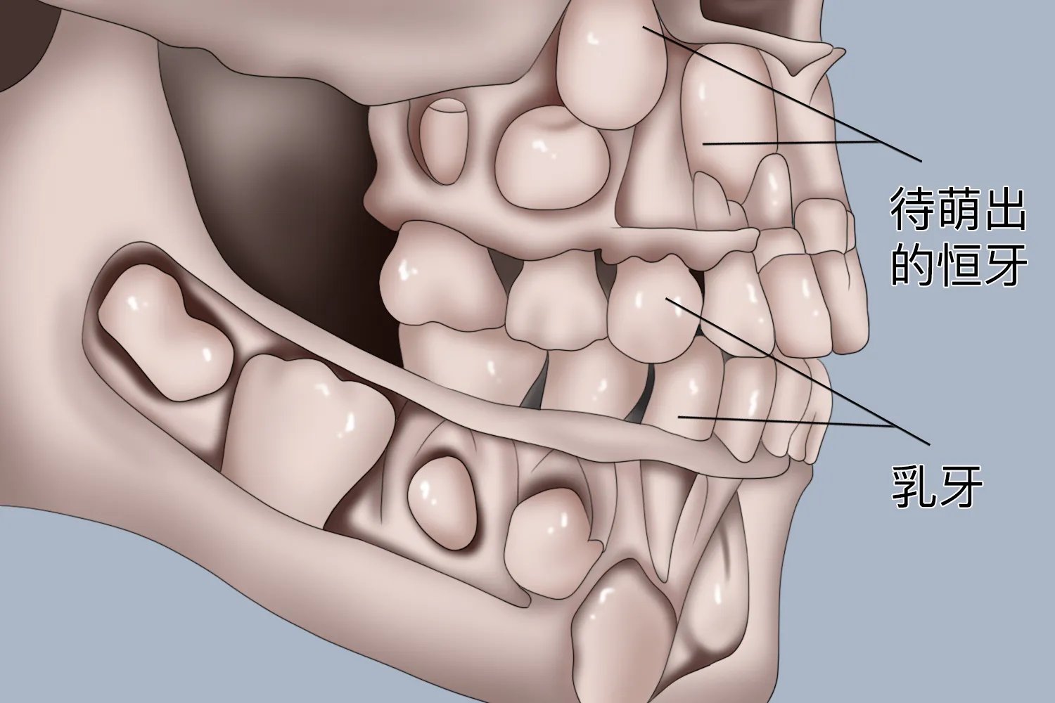 小孩换牙前的骨骼图