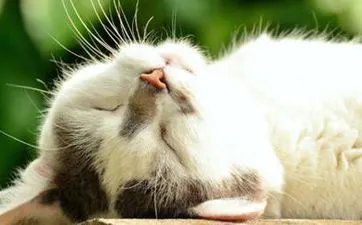 属蛇人一辈子的克星是什么属相生肖