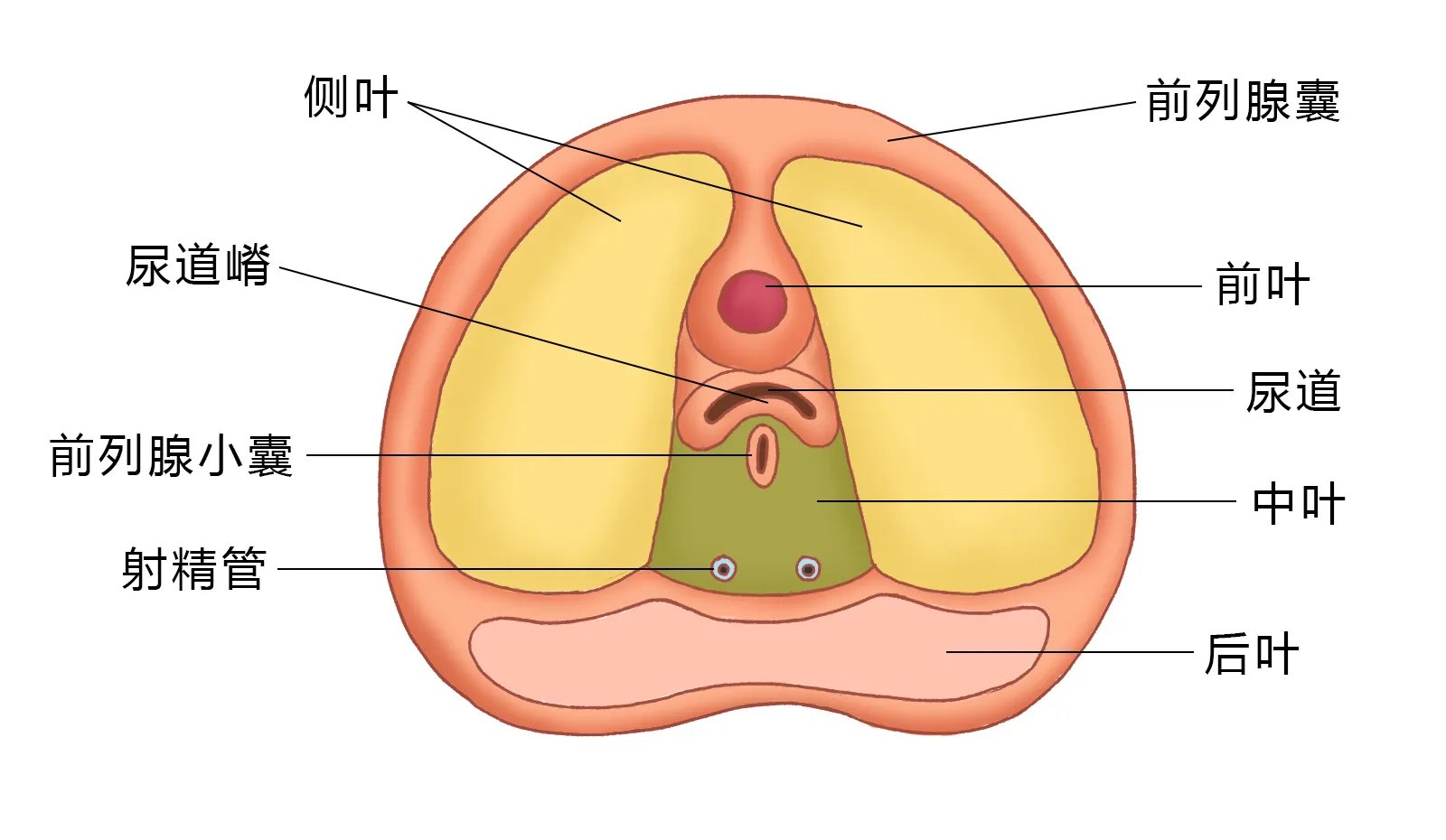 前列腺在男人的哪个部位