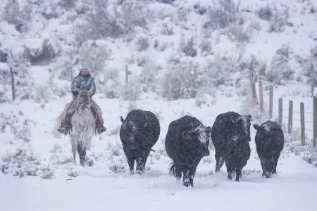 雪天骑马撞人逃逸将受到什么处罚？