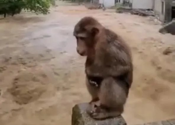 武夷山暴雨中猴子蹲桥上避险是怎么回事？