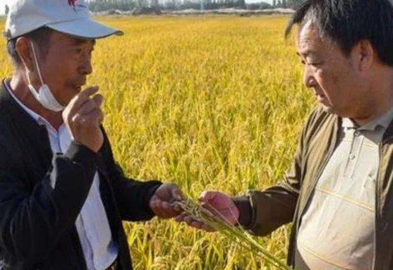 袁隆平团队沙漠海水稻再丰收，最高产量达到了多少？