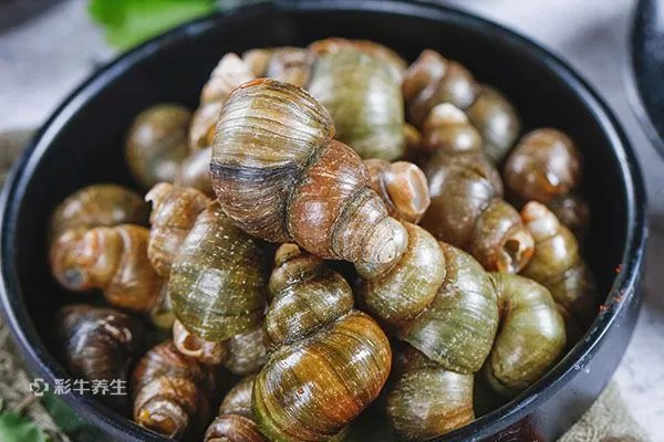 田螺怎么洗最快最干净