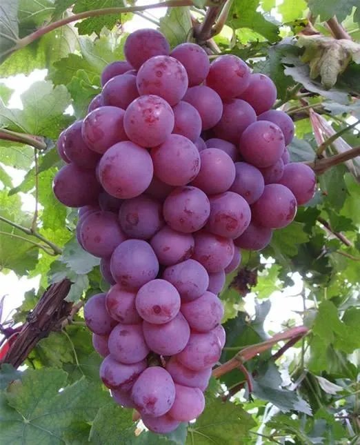 葡萄的萄组词有哪些?