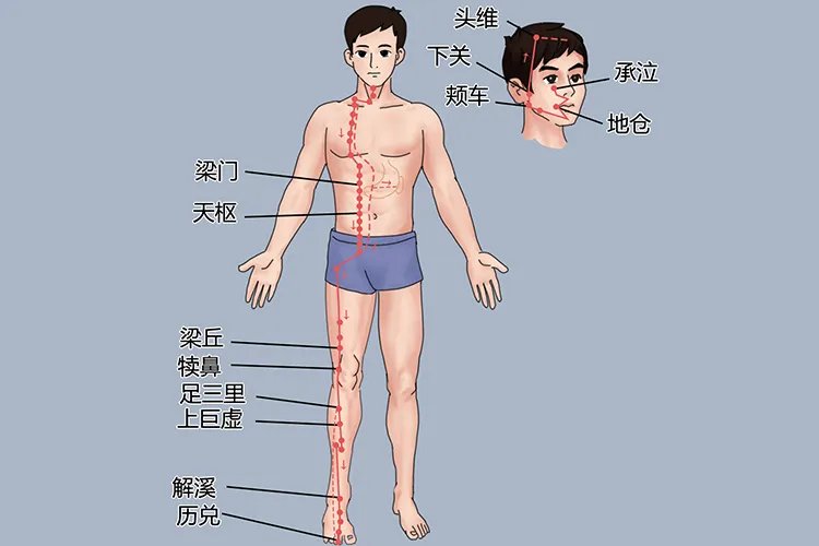 十二经络图及走向图