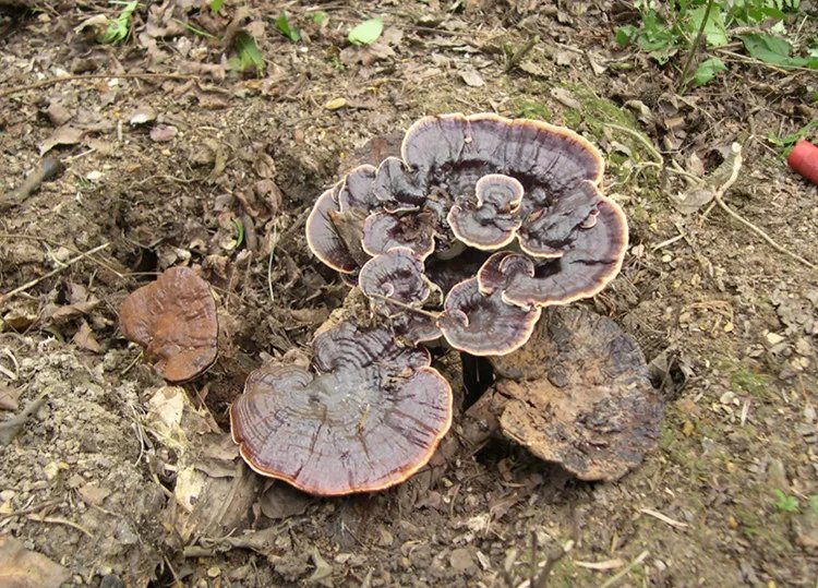 灵芝的功效与作用