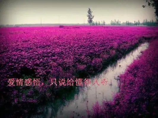 池语慕骞尧小说 池语慕骞尧梦中的白马免费阅读