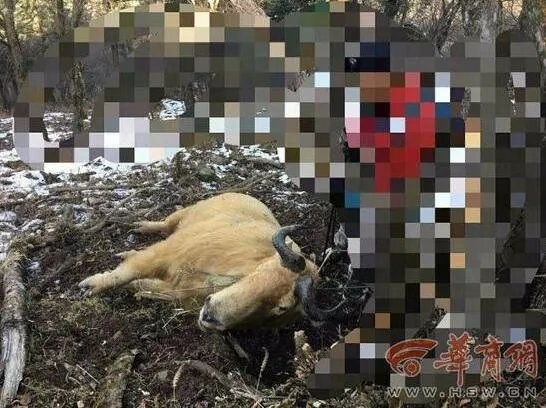 羚牛被铁丝勒死 残忍伤害野生动物行为应受谴责