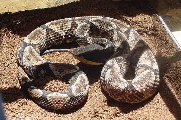 中国十大毒蛇排名图片,看看中国最毒的蛇是什么蛇?