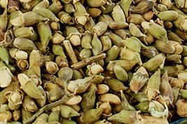 槐米的功效与作用